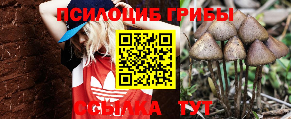 Малоярославец  Псилоцибиновые грибы Magic Shrooms  Вход с VPN  Галлюциногенные грибы Psilocybine cubensis 